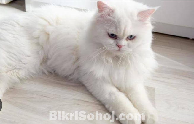 Persian triple cote cat